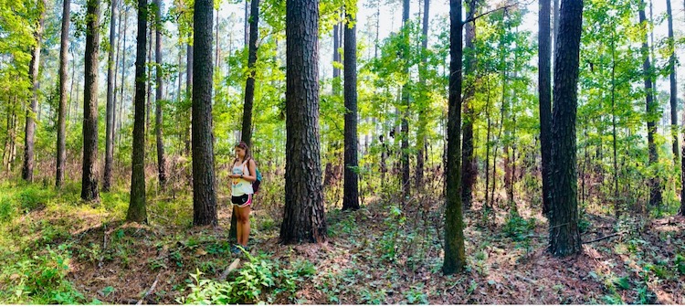 Sumter National Forest.jpg