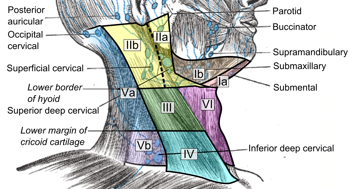 -Figure 10 - Lymph node levels.png