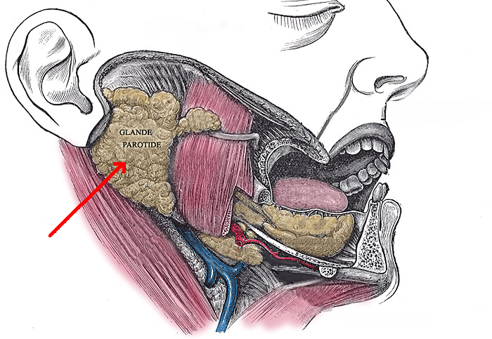 -Figure 14- Parotid gland.png