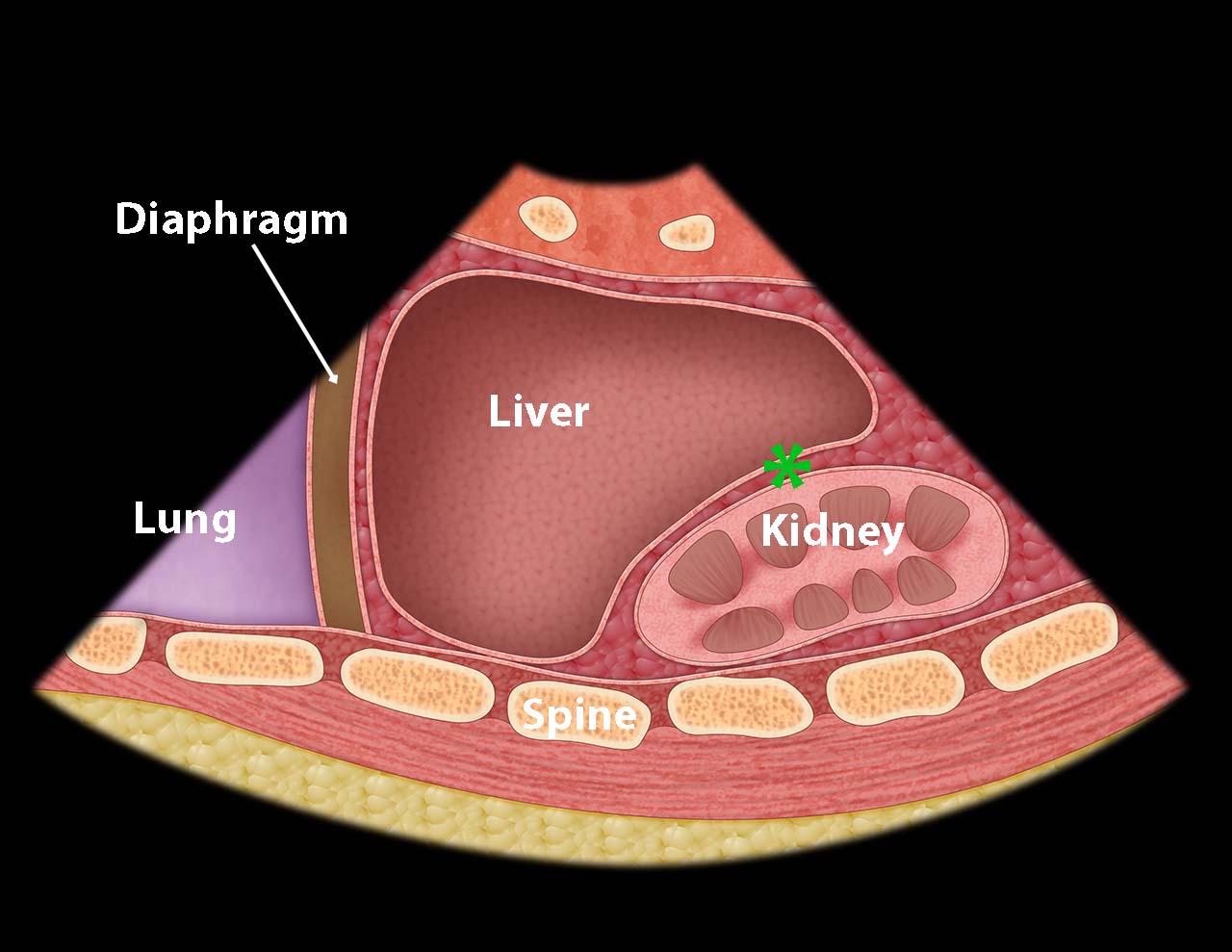 Ill 5_Base of right thoracic cavity.jpg