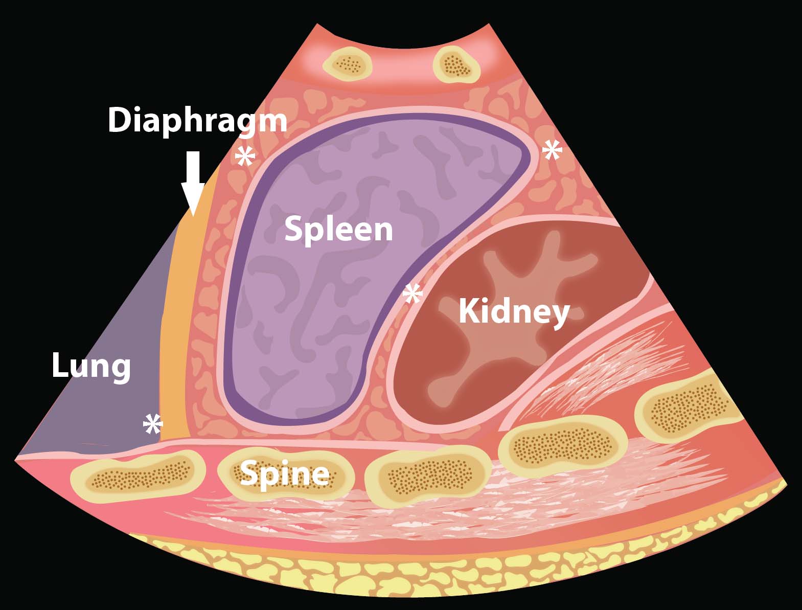Ill 6_LUQ EFAST view.jpg