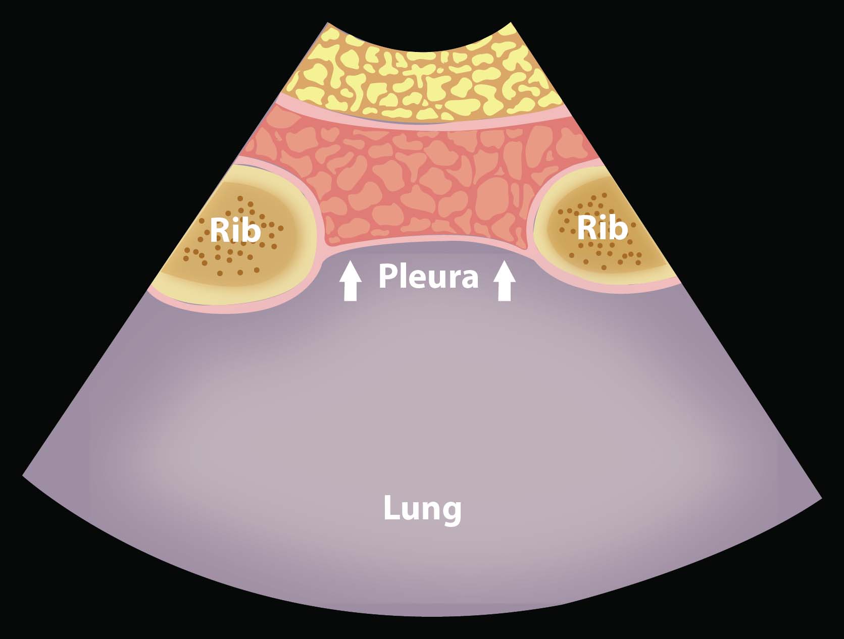 Ill 9_Normal anatomy at the anterior thoracic view.jpg