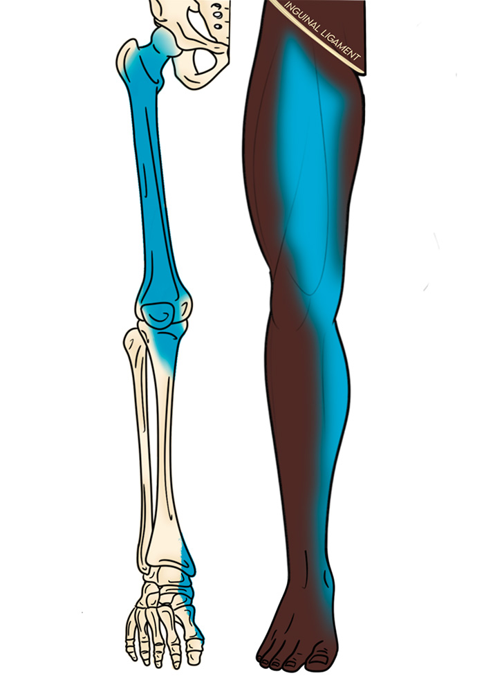 Illustration 1. Distribution of anesthesia Femoral Nerve Block.jpg