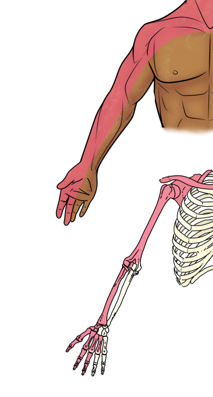 Ill 1 - Anterior Distribution of Interscalene NB.jpg