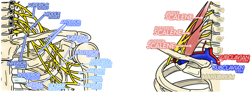 Ill 4 - Trunks associate with subclavian artery.jpg