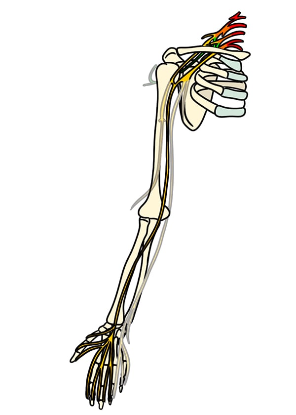 Ill 2  - Course of the Median Nerve.jpg