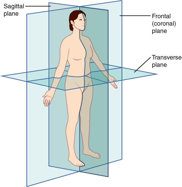 Illustration 3-Spatial orientation and imaging planes.jpg