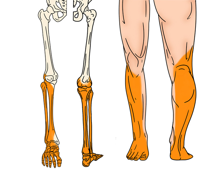 Illustration 1 Popliteal Sciatic nerve.jpg