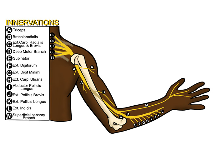 Illustration 2. Radial nerve course.jpg