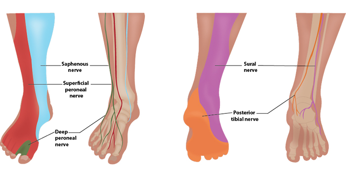 Illustration 1. Distribution of Anesthesia.jpg