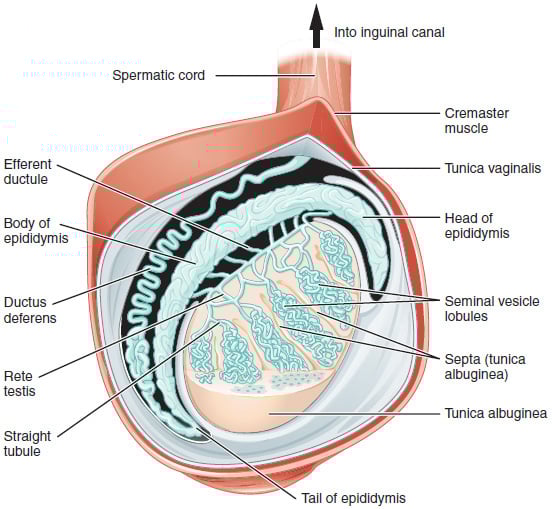 Illustration 1- Normal Testicular Anatomy.jpg