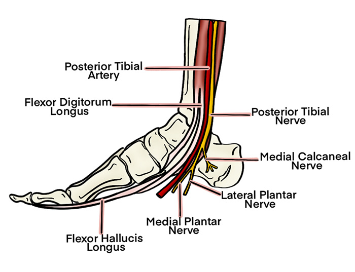 Illustration 2. Tibial nerve course at ankle.jpg
