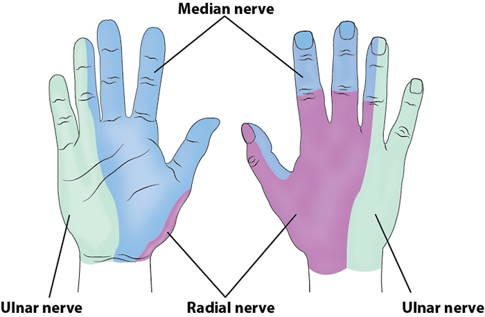 Illustration 1. Course of forearm nerves.jpg