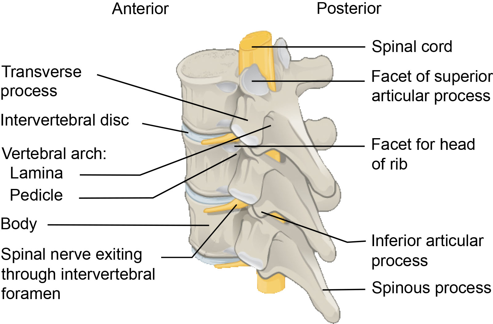 BackPain-Figure1.jpg