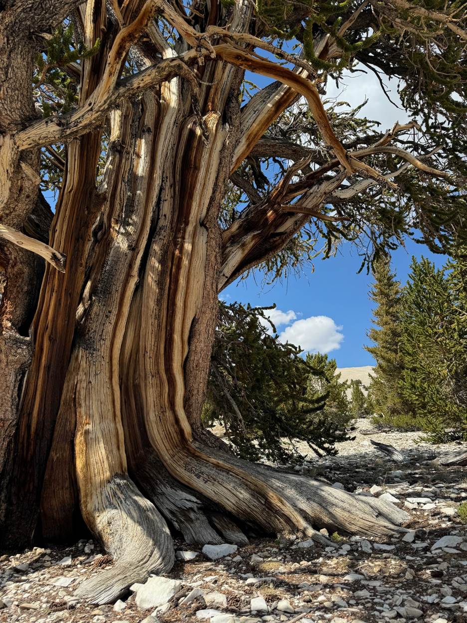 Chair - Spring2025 2.jpg